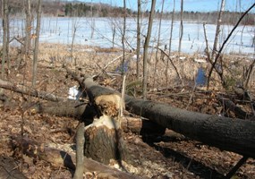 Beaver activity at North Unity School