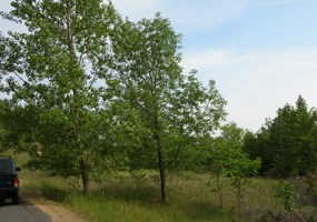 Cottonwood Trees