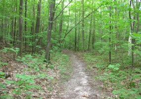 Shauger Hill Trail