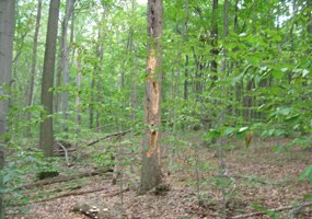 Woodpecker activity