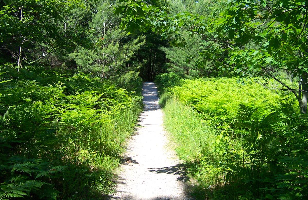 Trail through the green woods on South Manitou Island