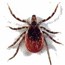 Photo of a tick