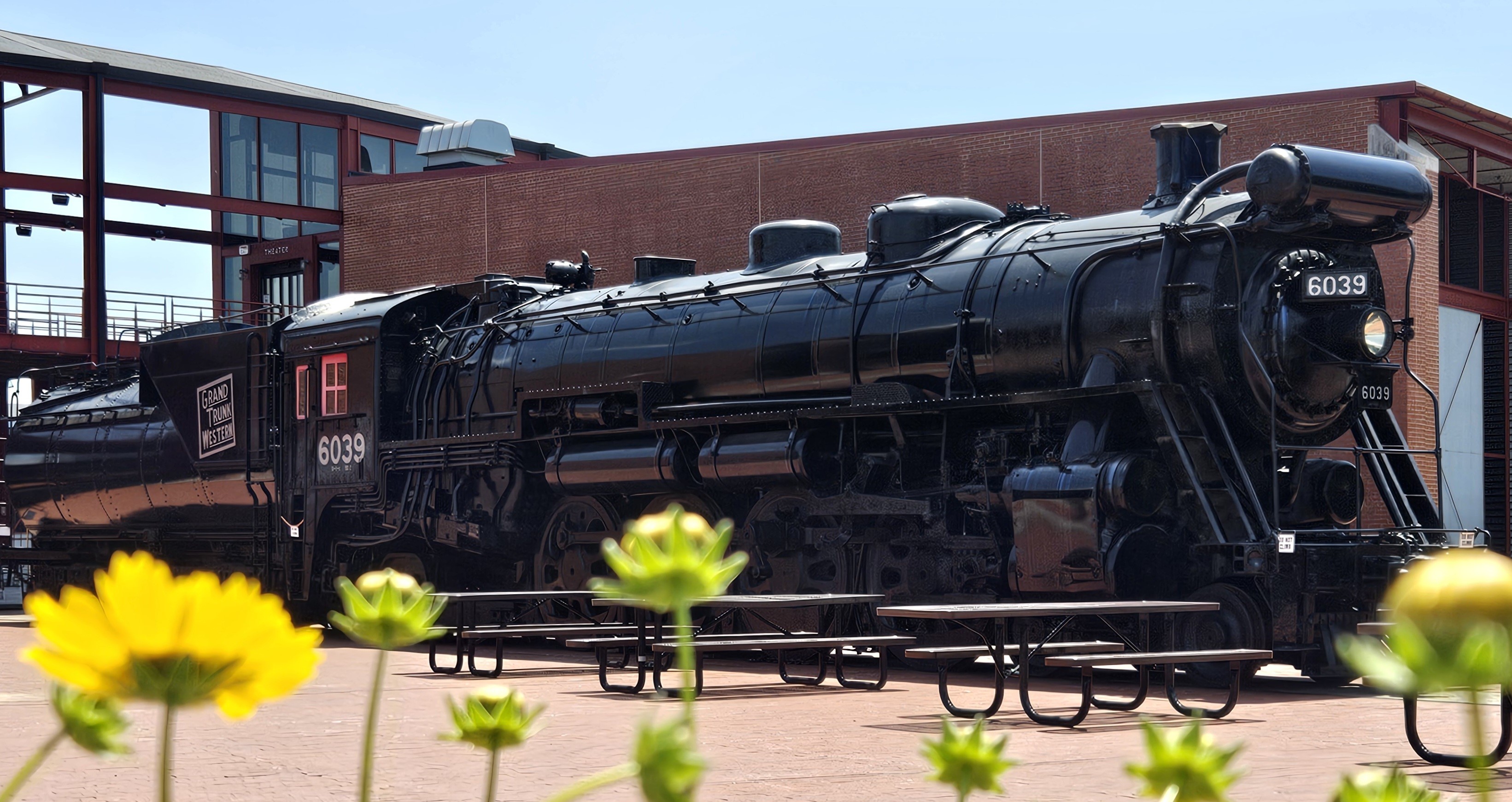Steam locomotive No. 6039 with bright yellow flowers in the foreground