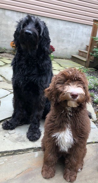 A pair of dogs
