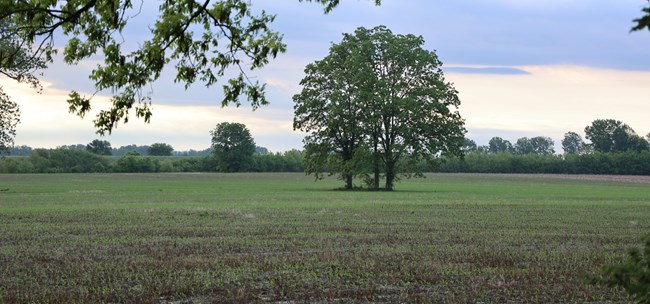 A pecan tree stands in the big field at sunrise.