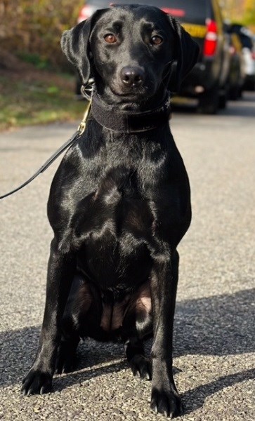 A black dog sitting looking at the camera
