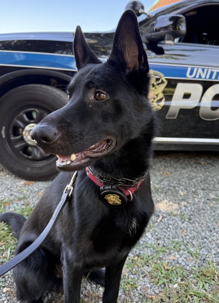 A black dog sits in front of a police car