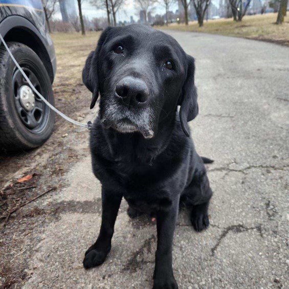 A black dog sitting next to a vehicle looking at the camera
