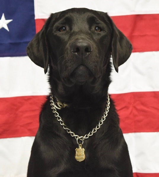 A black dog sits in front of an American flag background.