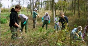 Scouts removing exotic plants Scouts removing exotic plants