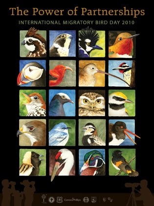 International Migratory Bird Day Poster International Migratory Bird Day Poster
