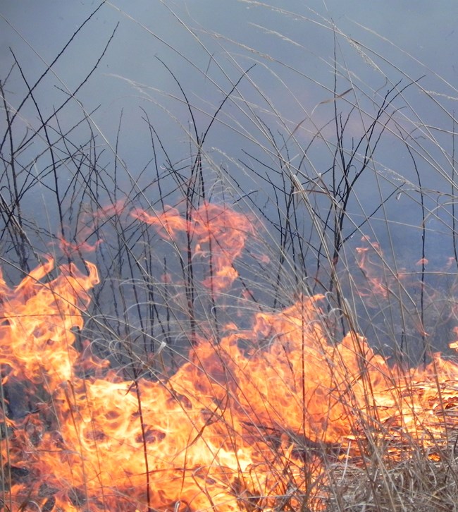 Photo of a fire burning in tall grass