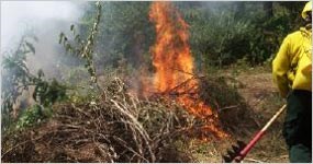 Burning Brush