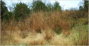 Broom Sedge