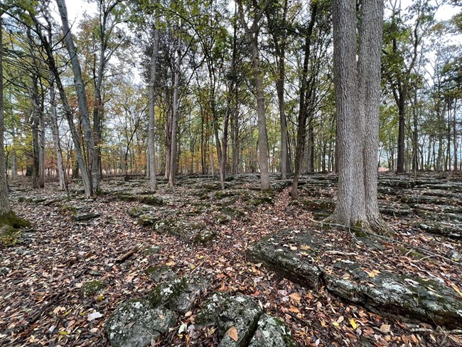 Trees grow among outcroppings of gray rock.