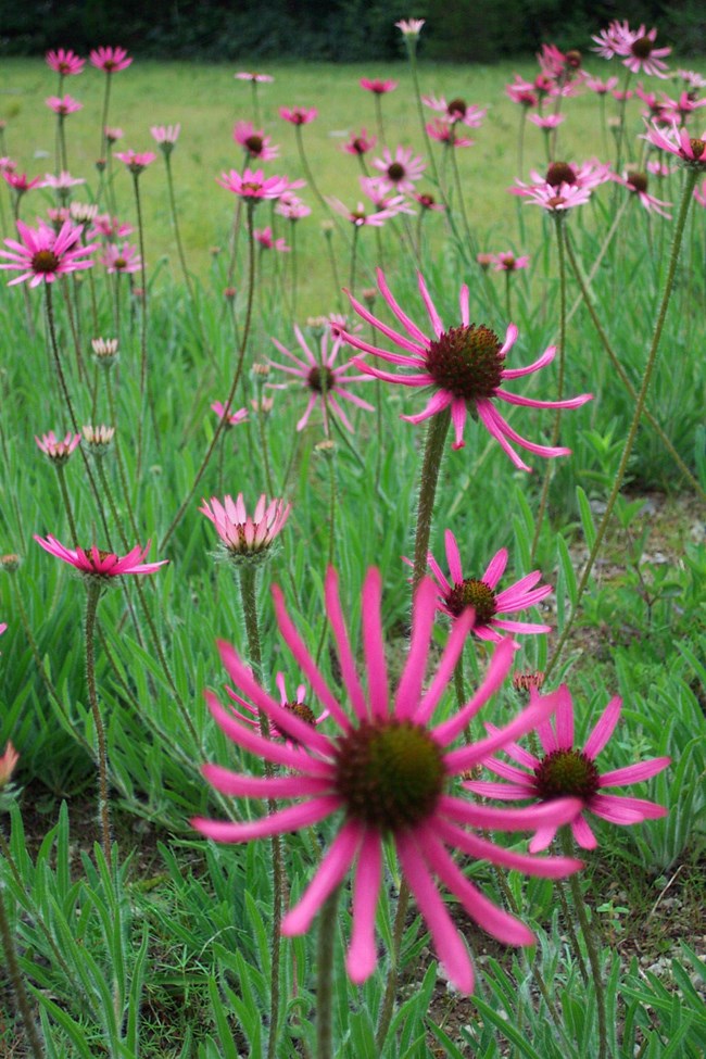 Deep pink flowers with black cone shaped center surrounded by green leaves.