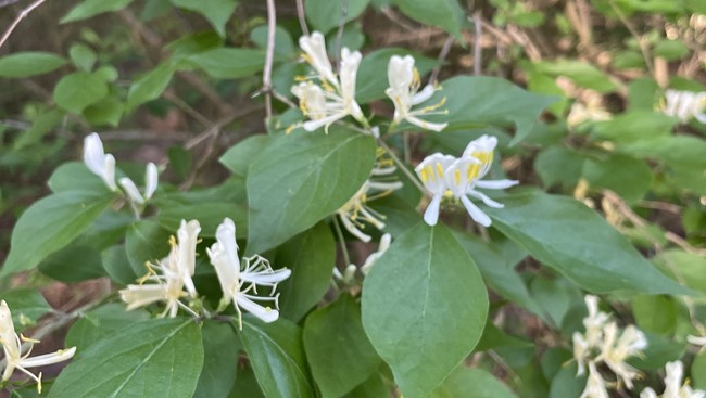 an invasive honeysuckle plant with white flowers