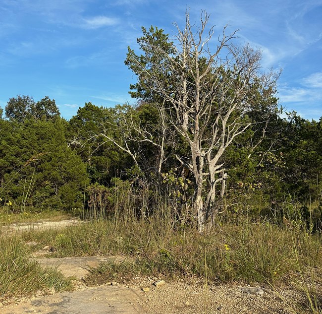 Photo of a cedar glade
