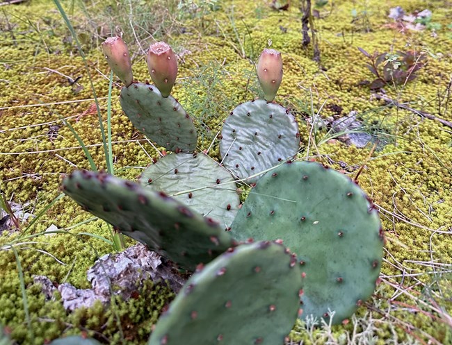 An eastern prickly pear cactus surrounded by moss