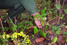 Garlic Mustard