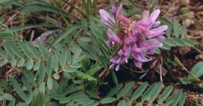 Pyne's Ground Plum Pyne's Ground Plum