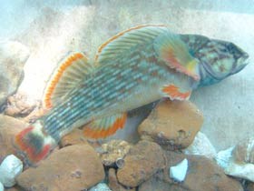 Red Line Darter Red Line Darter