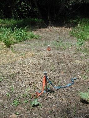 Metal stakes mark a natural resource monitoring plot.