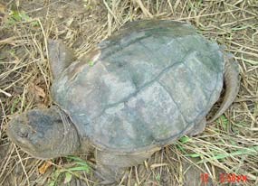 snappingturtle snappingturtle