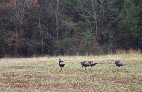 Wild turkeys in a field Wild turkeys in a field