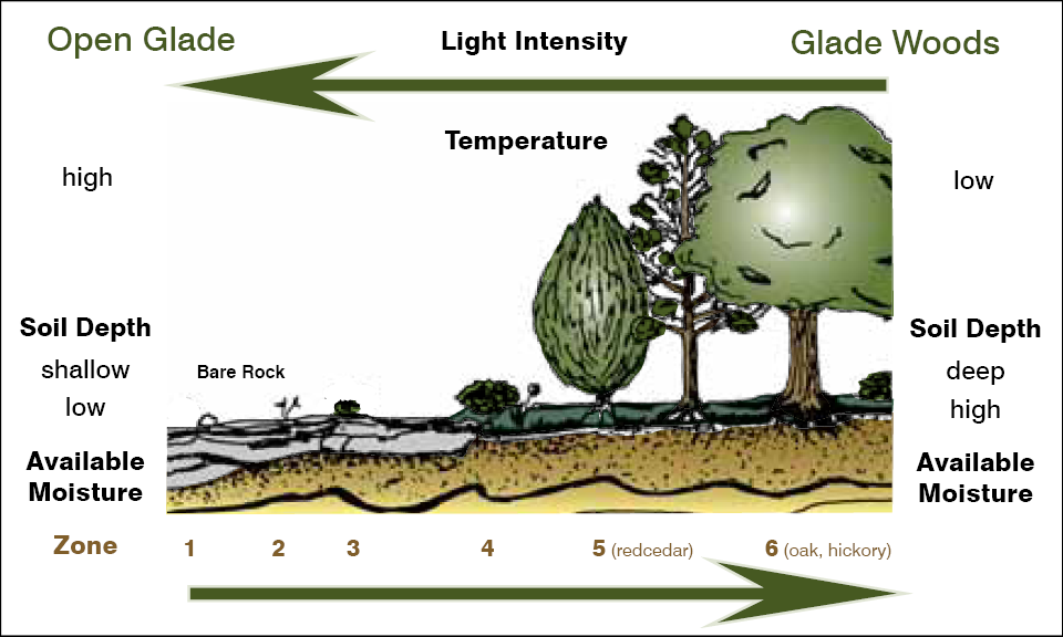 Graphic shows the various zones of the Cedar Glade environment.