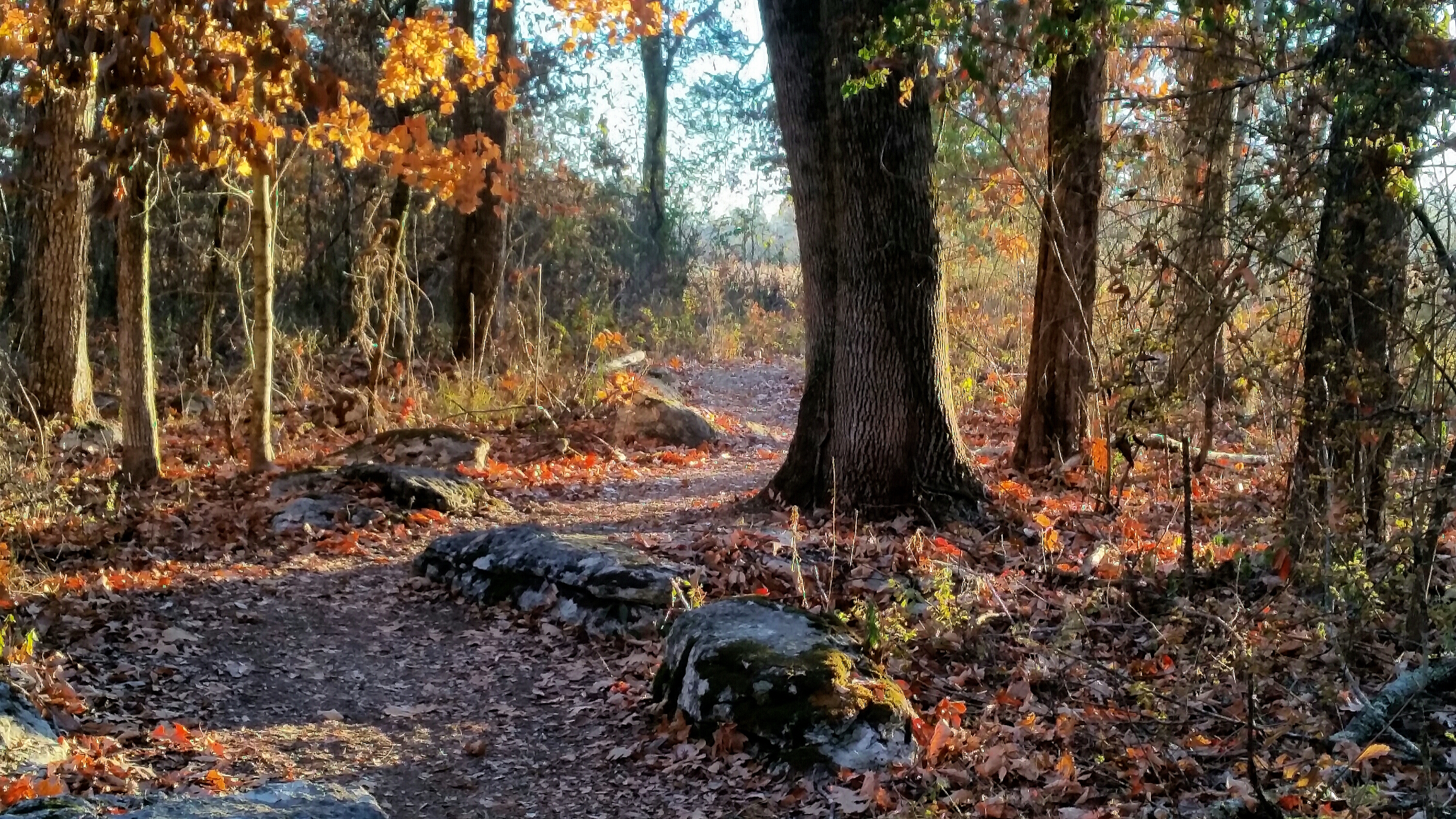 Boundary Trail_Bingham A dirt path winds through trees and rocks.