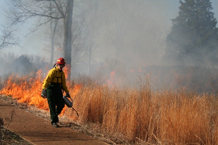 Igniting a Prescribed Fire A man in a yellow shirt uses a drip torch to set a line of fire in a brown grass field.