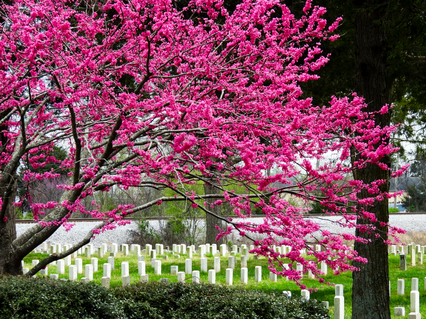 Pink flowers bloom on a tree. Rows of headstones in green grass can be seen in the background.