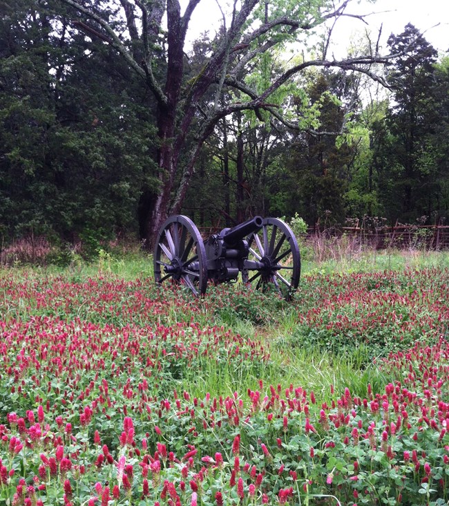 A black Civil War cannon sites in a field of blooming purple clover in front of a tree
