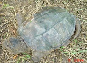 snappingturtle