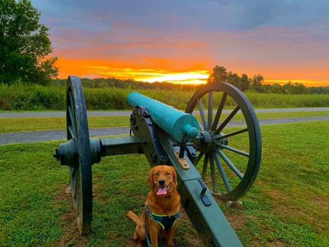 A golden retriever sits near a Civil War cannon as the sun sets over a grass field.