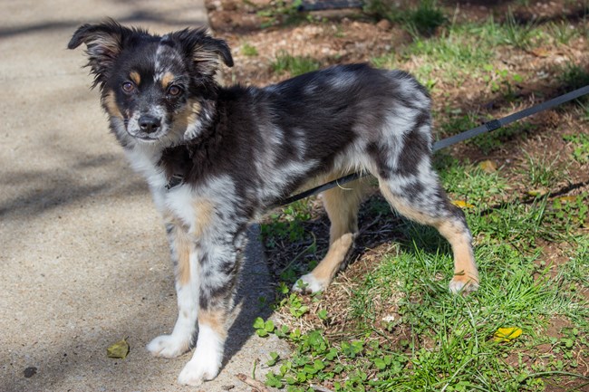 A dog stands next to a paved park trail.