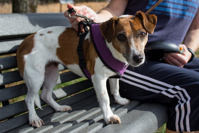 A dog on a park bench with its owner