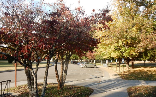 Two trees with red leaves in front of a parking lot with cars parked.