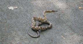 Rat Snake Rat Snake