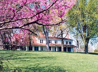 Photograph of a white plantation house with a blooming tree in the left foreground.