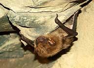 bat on ceiling of a mine bat on ceiling of a mine