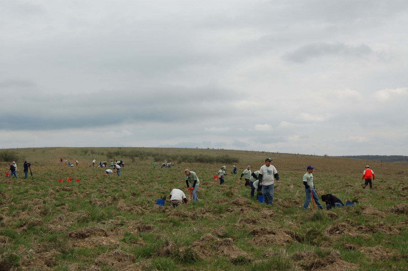 people planting trees in a open grassy field
