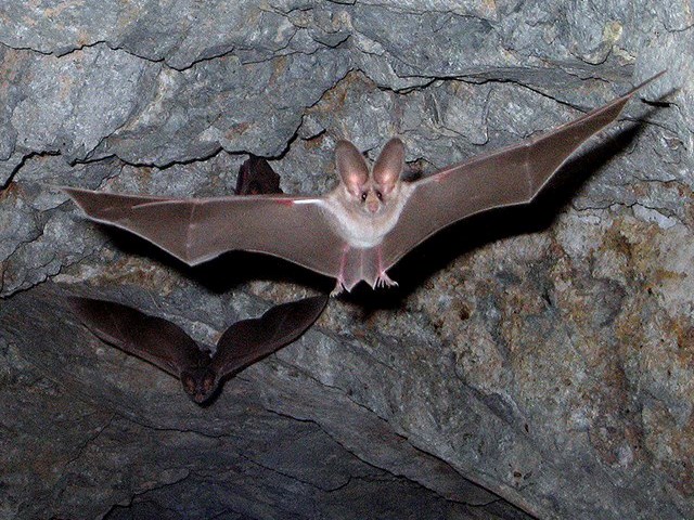 bats in flight in mine passage