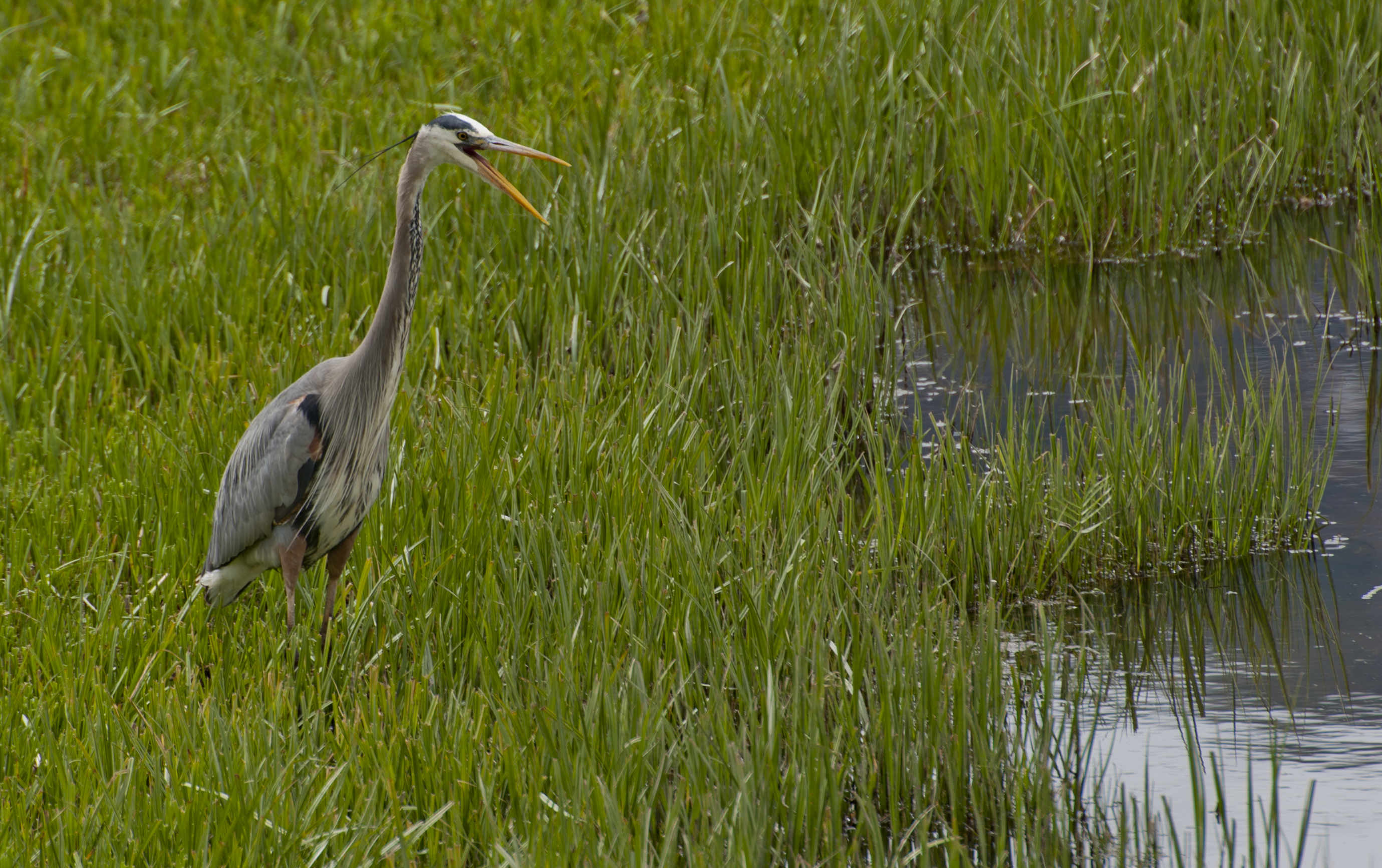 Птицы живущие на болоте. Great Blue Heron птица. Цапля серая Болотная. Индийская Прудовая цапля. Цапля Болотная в Беларуси.