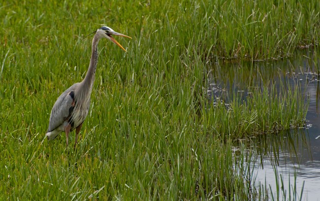 Crane in wetlands, Yellowstone National Park