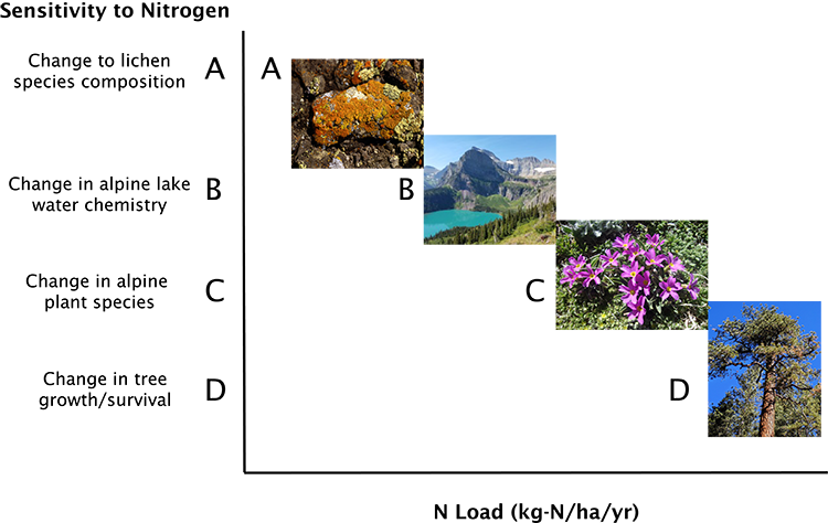 Graph describing the interaction between nitrogen sensitivity and nitrogen deposition load. As nitrogen deposition increases, changes in lichen species, alpine lake and alpine plant species composition occur, as well as changes to tree growth and survival.