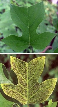 Photo of healthy (top) and ozone-injured (bottom) tulip tree (yellow poplar) foliage.