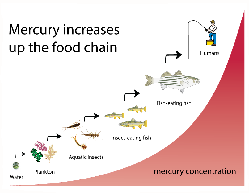 Toxicology And Its Effect On Different Organisms