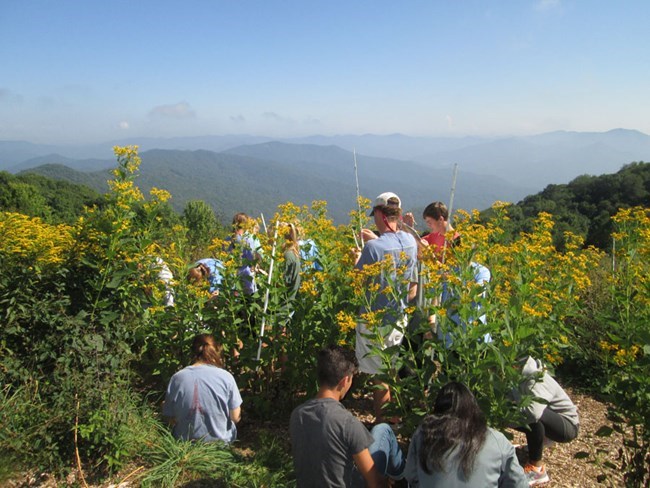A group of students inspecting the leaves of tall plants with yellow flowers on a clear day.